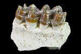 Fossil Horse (Mesohippus) Jaw Section - South Dakota #157464-2